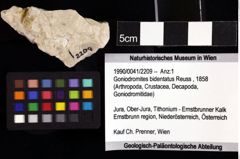 Foto (Objket + Etiketten) von Goniodromites bidentatus (Reuss, 1858) 